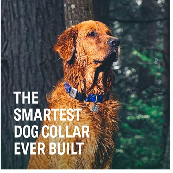 "FI" GPS dog collar Series 2 - Picture 2 of 6